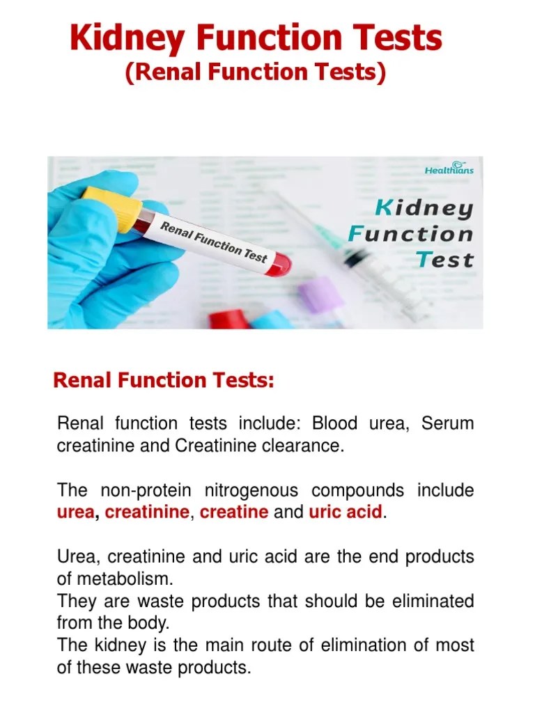 Renal Function Tests PDF Kidney Urea