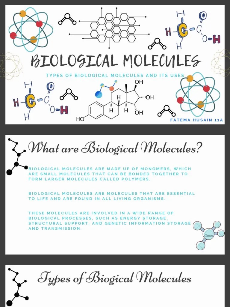 An Informative Guide to the Four Major Types of Biological Molecules