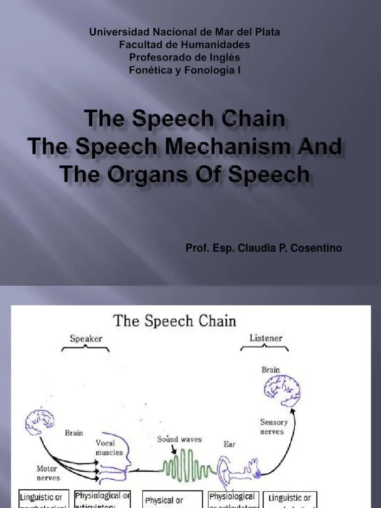 The Speech Chain The Speech Mechanism and The Organs or Speech PDF