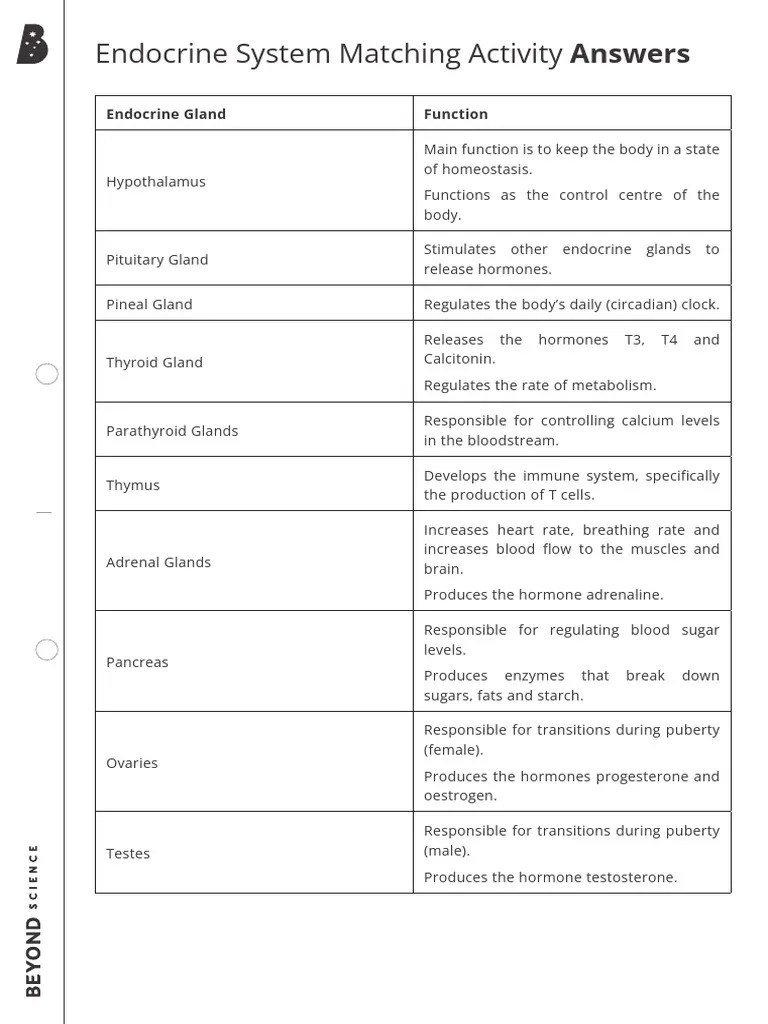 Endocrine System Matching Activity | PDF