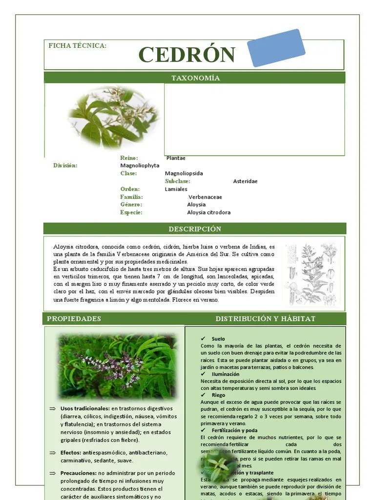 CEDRÓN PDF Plantas Botánica