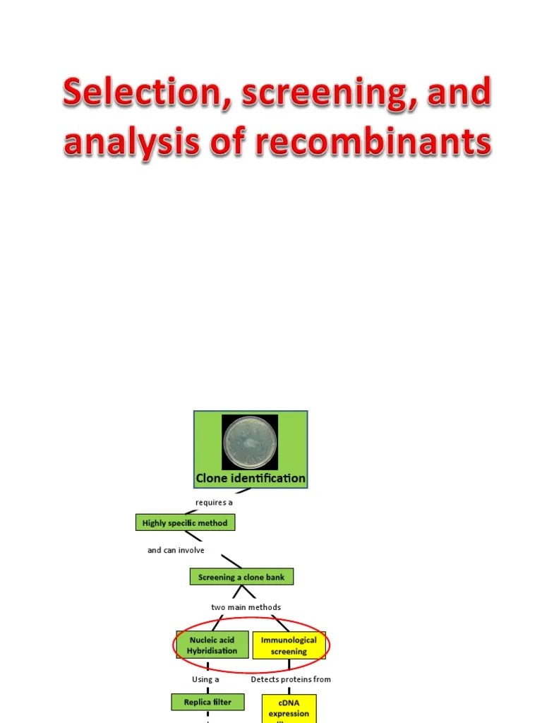 08 Selection, Screening, and Analysis of PDF Blot