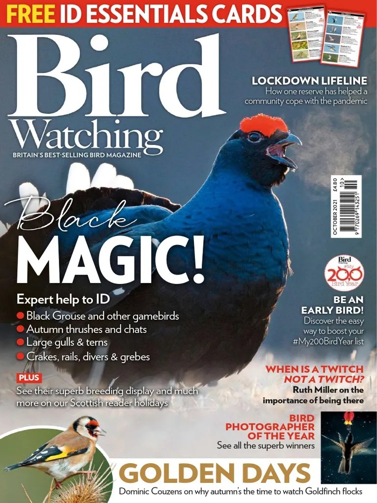 Bird Watching UK October 2021 PDF Birdwatching Gull