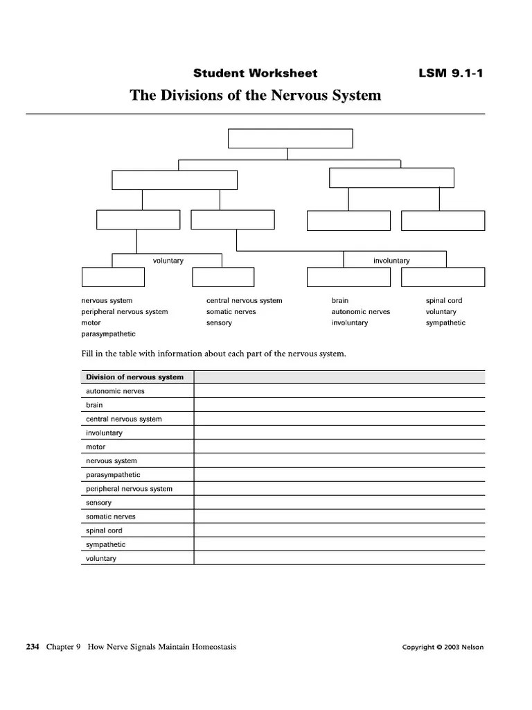 The Division of the Nervous System Worksheet PDF