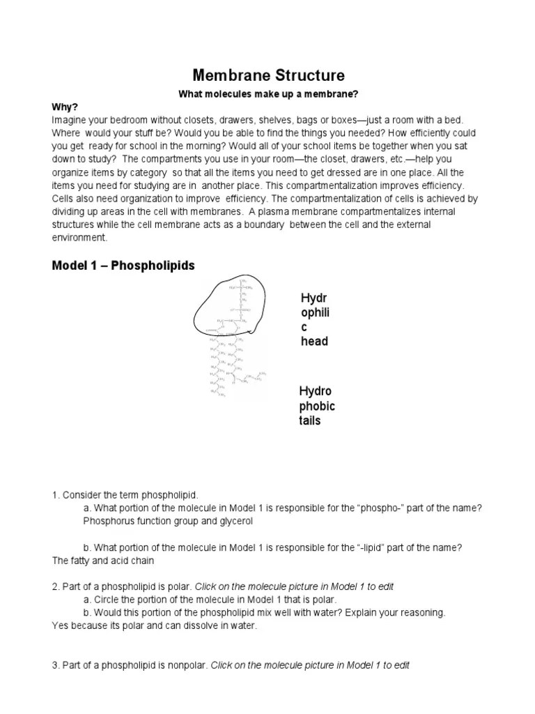 Membrane Structure POGIL Answers | PDF | Lipid Bilayer | Cell Membrane