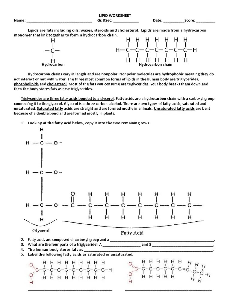 Lipid Worksheet PDF