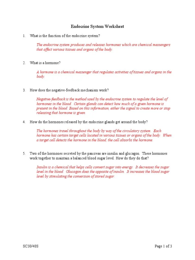 Endocrine System Worksheet Answers | PDF | Endocrine System | Hormone