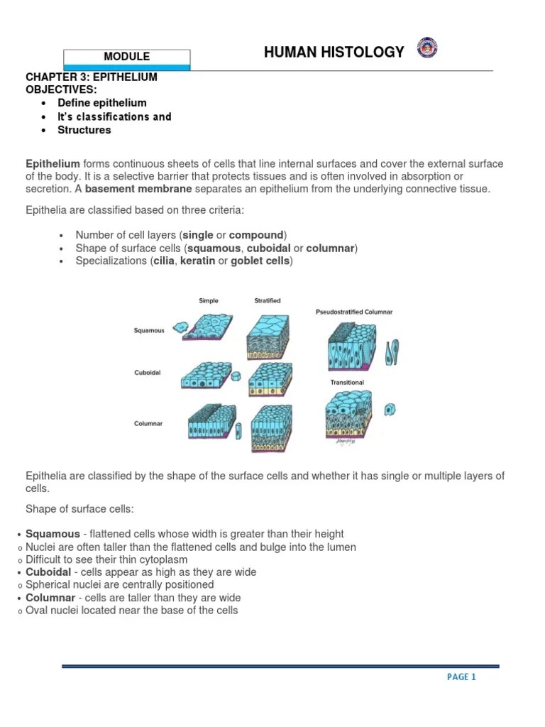 Chapter 3 Human Histology - Epithelial Tissues | PDF | Epithelium