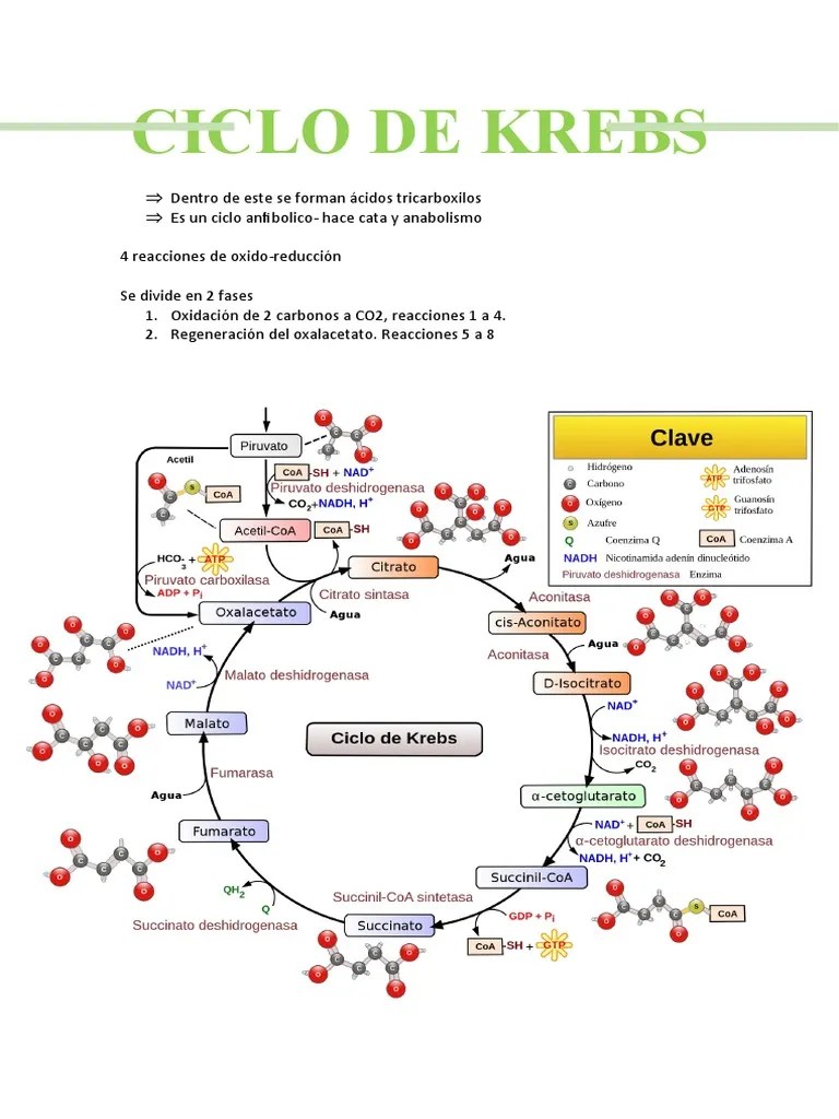 Ciclo de Krebs PDF