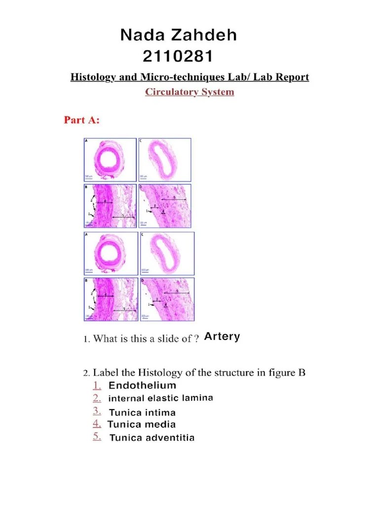 Cardiovascular System Lab Report PDF
