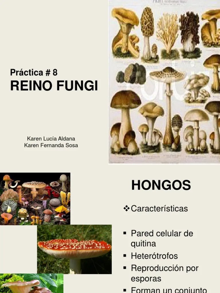 PrÃ ctica 8 Reino Fungi