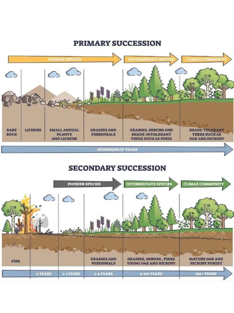 Forest succession | PDF