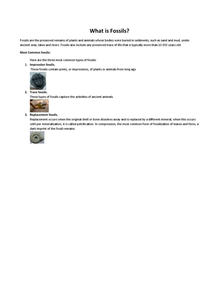 What is Fossils PDF