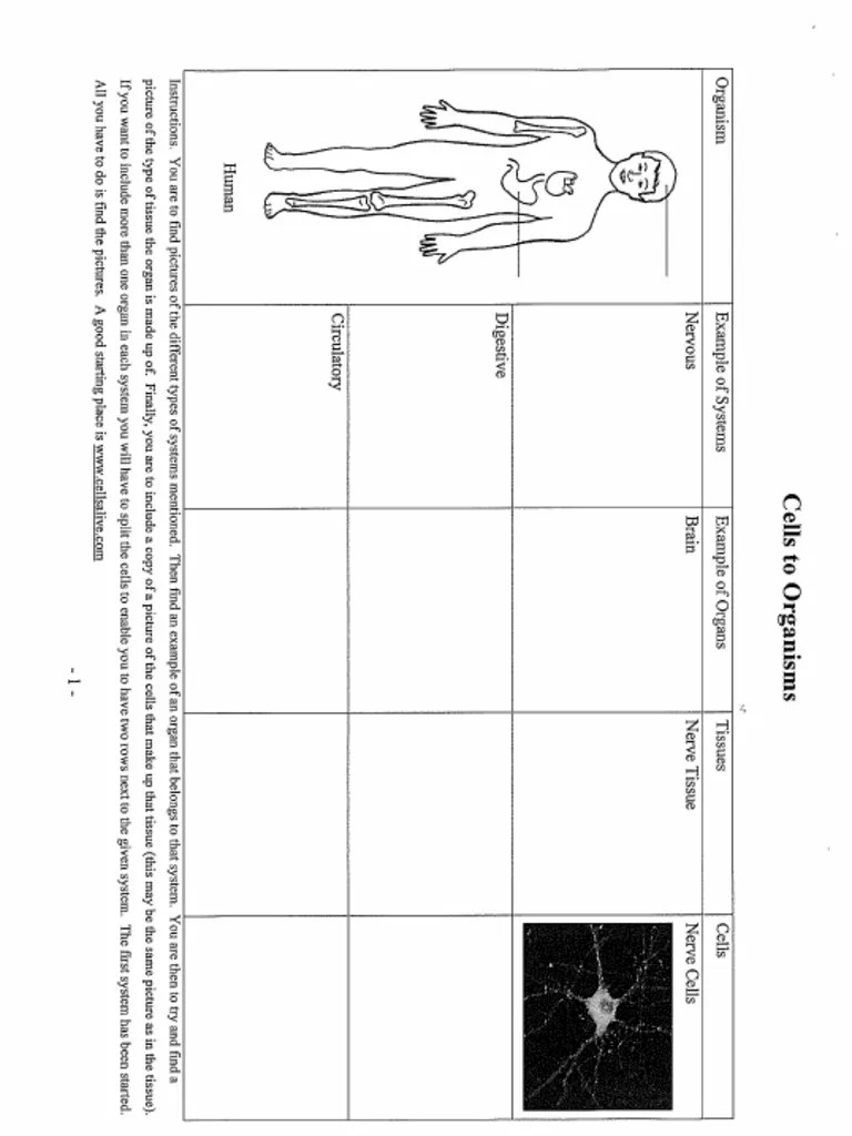Cells To Organisms Worksheet2 PDF