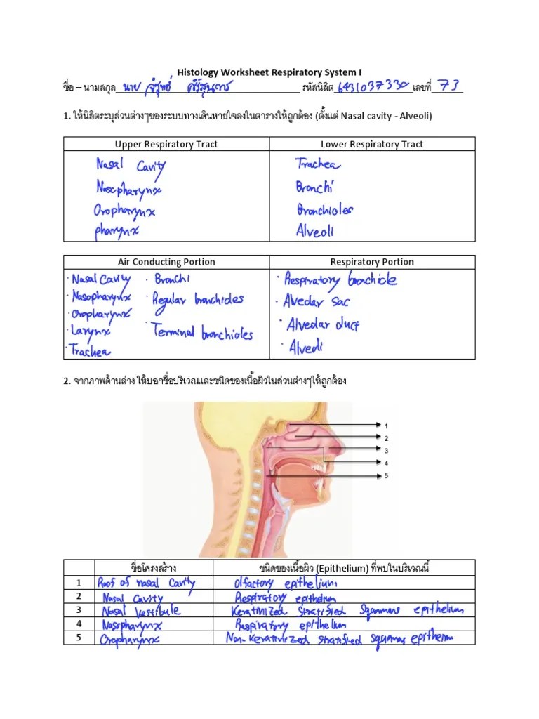 RS I Histology Worksheet PDF