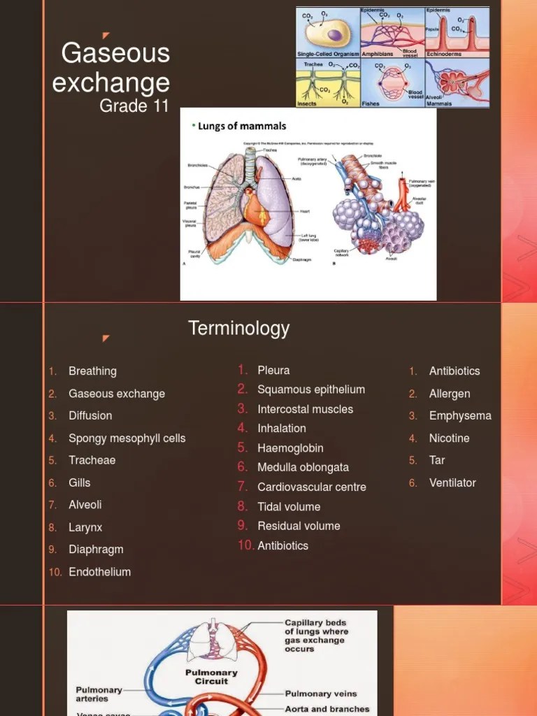 Gaseous Exchange Grade 11 PDF Breathing Lung