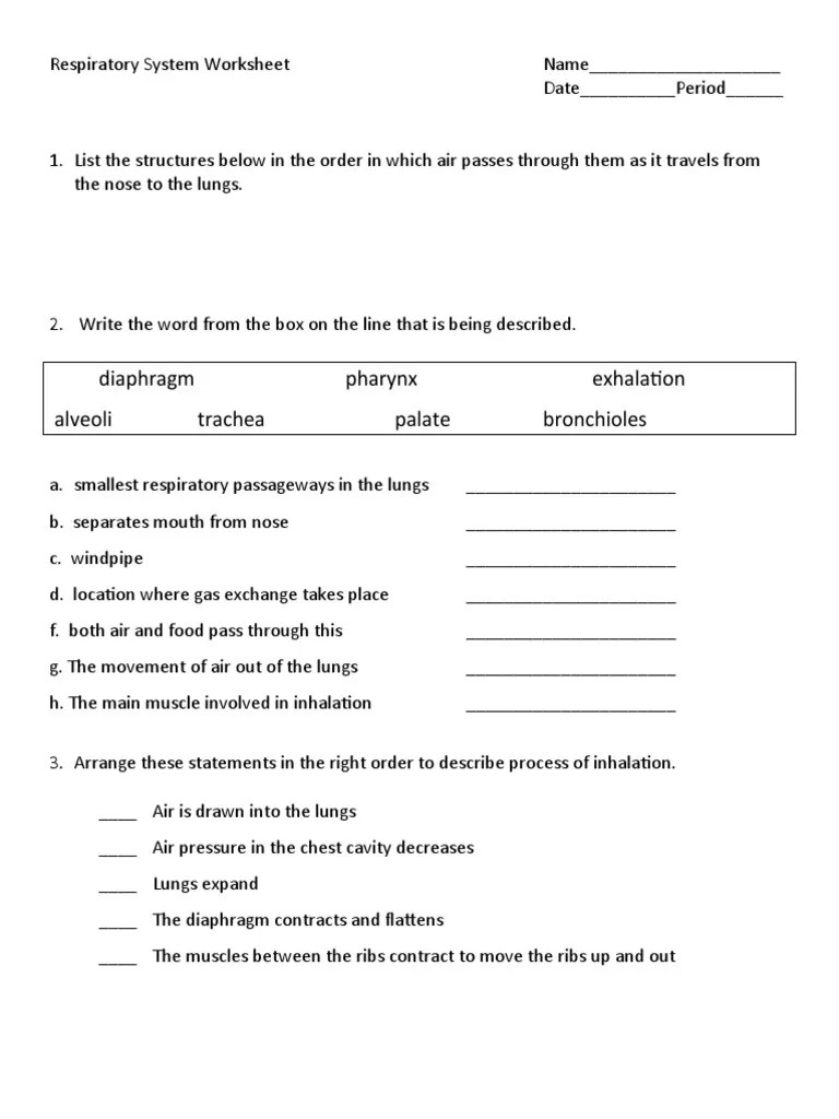 Respiratory System Worksheet PDF