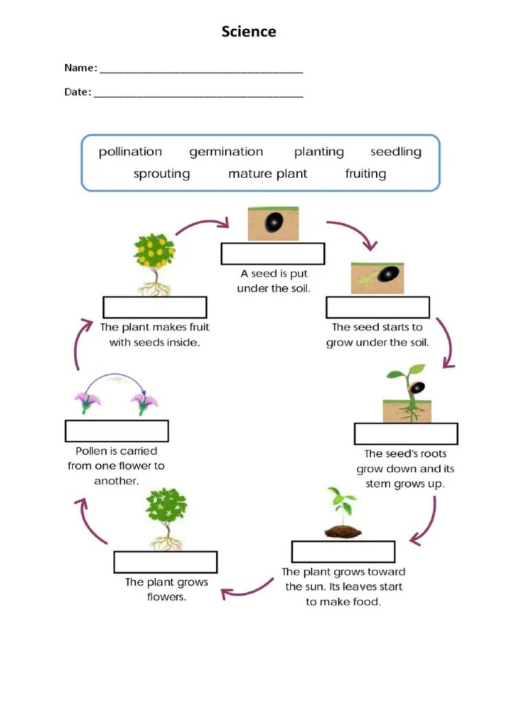 Plant Life Cycle PDF