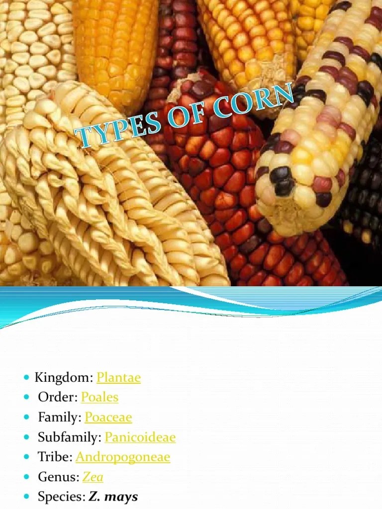TYPES OF MAIZE Maize Popcorn