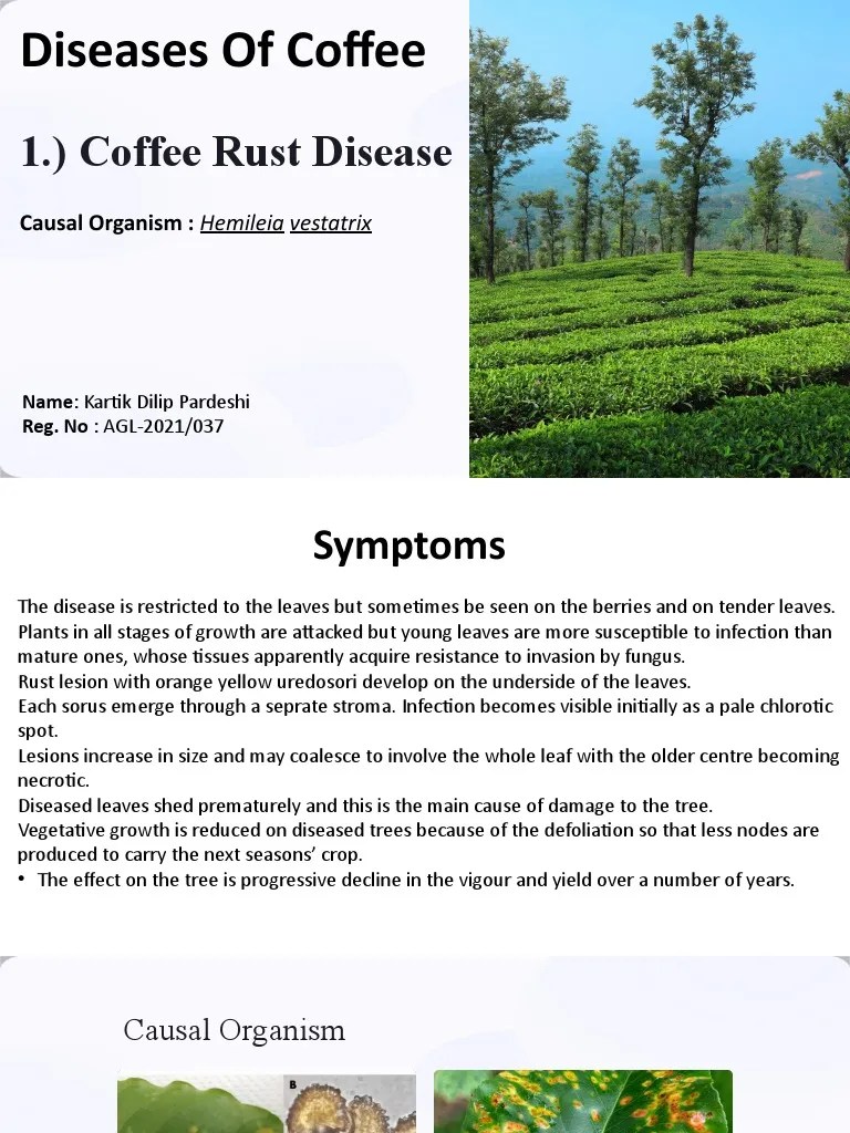 Coffee Rust Disease PDF
