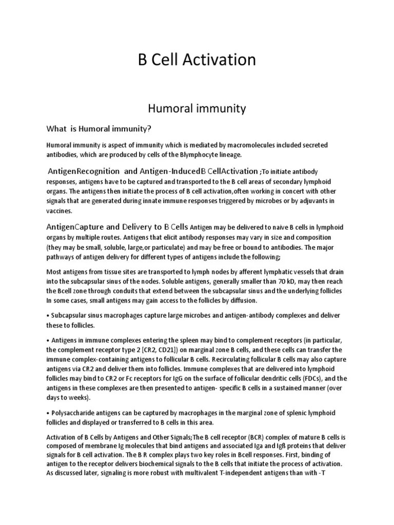 Humoral Immunity B Cell | PDF | B Cell | Antibody