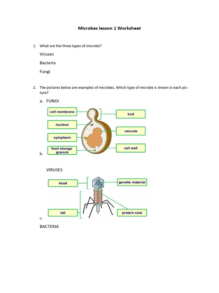 Microbes Lesson 1 Worksheet 2 | PDF | Microorganism | Virus