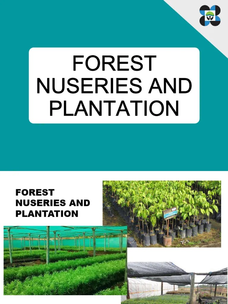 Forest Nurseries and Plantation PDF Plant Nursery Seed