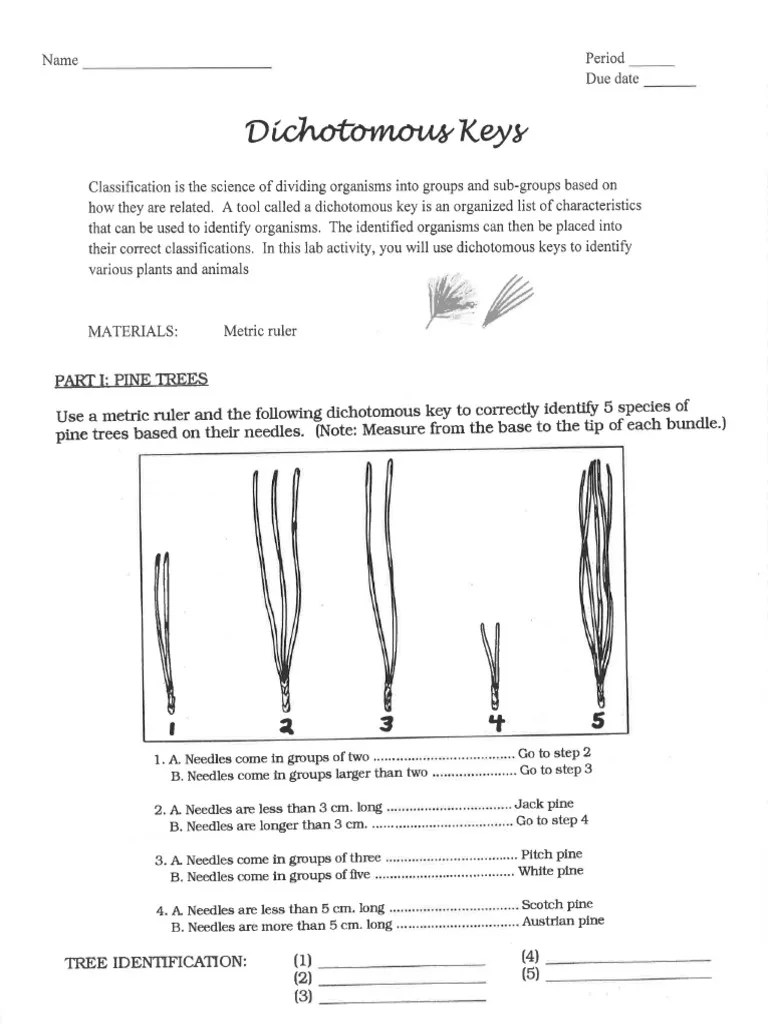 Dichotomous Keys Worksheet PDF