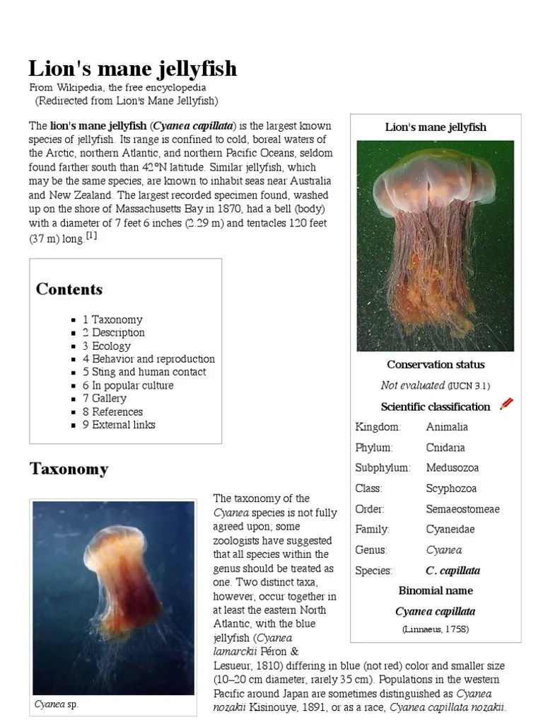 Lion's Mane Jellyfish Wikipedia, The Free Encyclopedia Animal