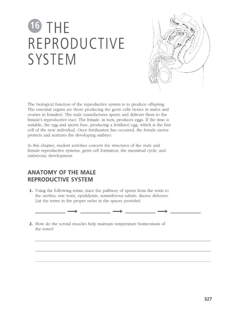Reproductive System Worksheet PDF