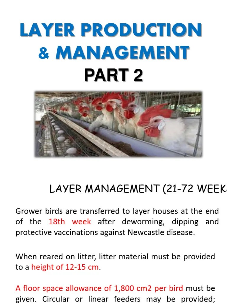 9 Layer Production Part 2 PDF Chicken Egg