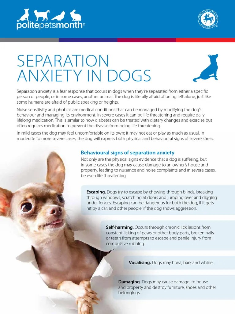 Separation Anxiety in Dogs PDF Dogs Anxiety
