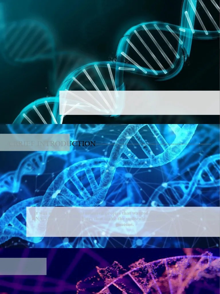 Human Genome Project Presentation PDF