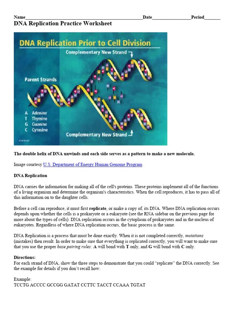 23 DNA Replication Practice Worksheet 2 PDF Dna Replication Dna