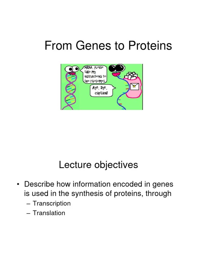 Gene Expression Protein Synthesis PDF Translation (Biology