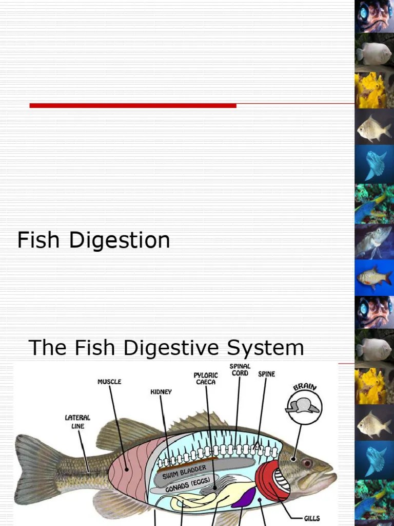 Fish Digestion PDF