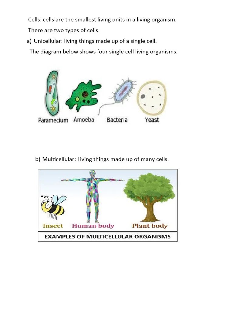 Cell To Organism Worksheet PDF Cell (Biology) Reproduction
