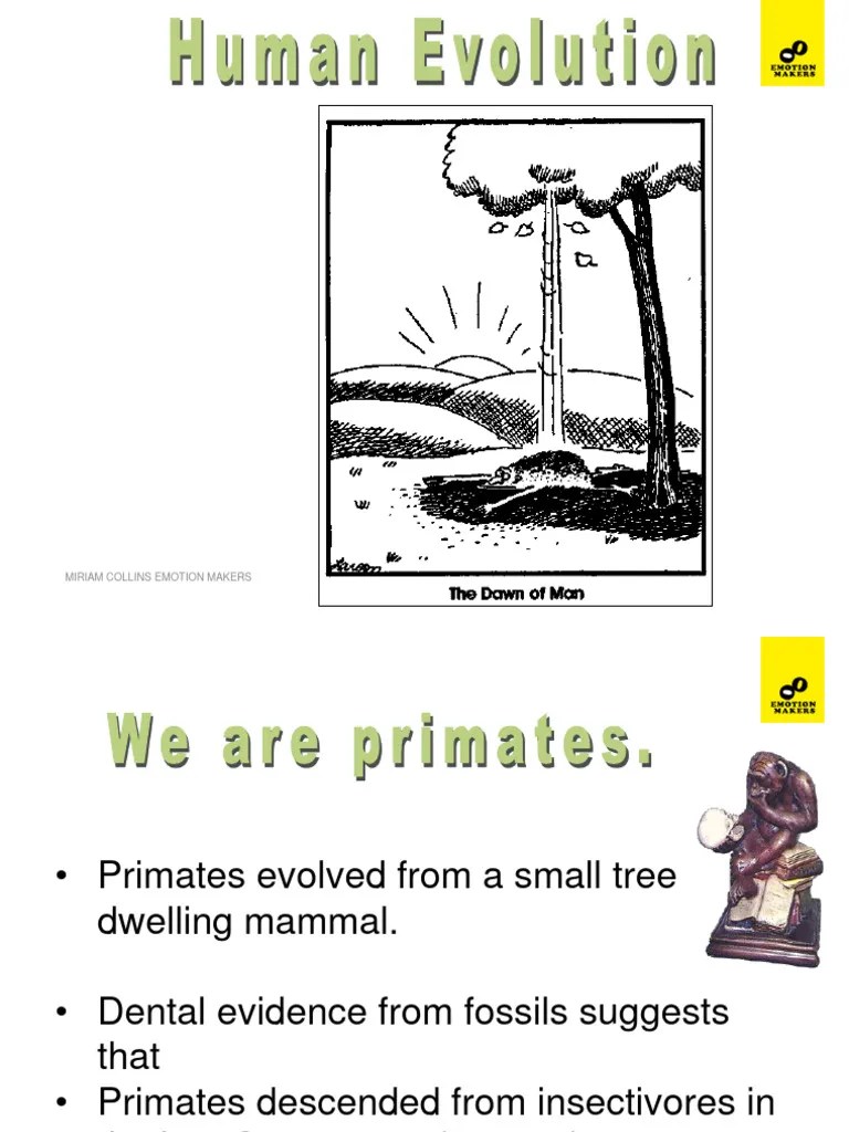 Human Evolution MIRIAM COLLINS EMOTION MAKERS PDF Homo Neanderthal