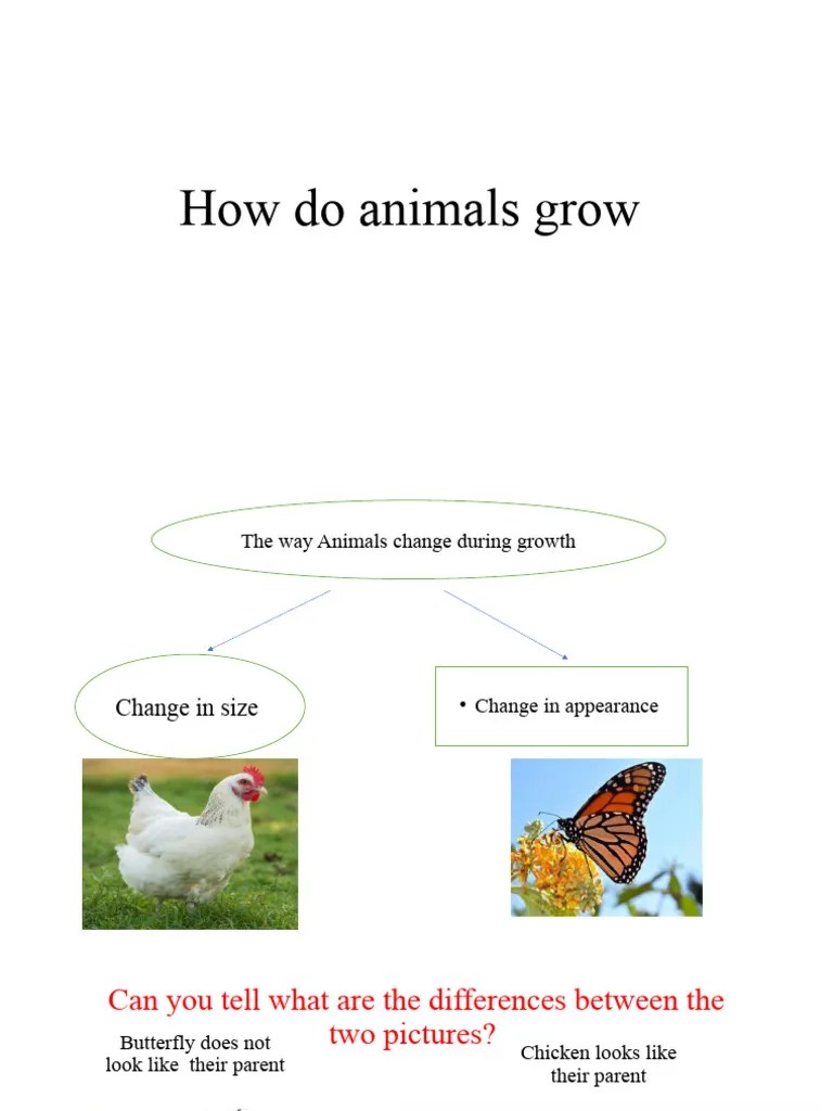 How Do Animals Grow PDF