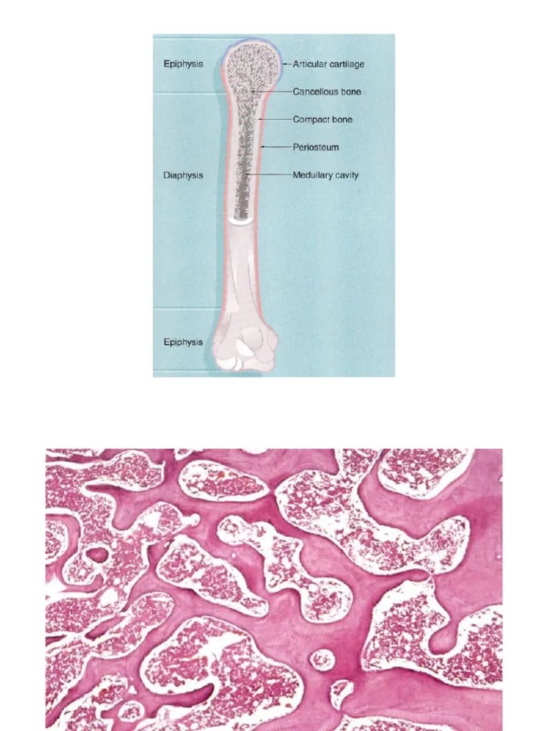 Lecture Bone Deposition PDF Bone Osteoblast