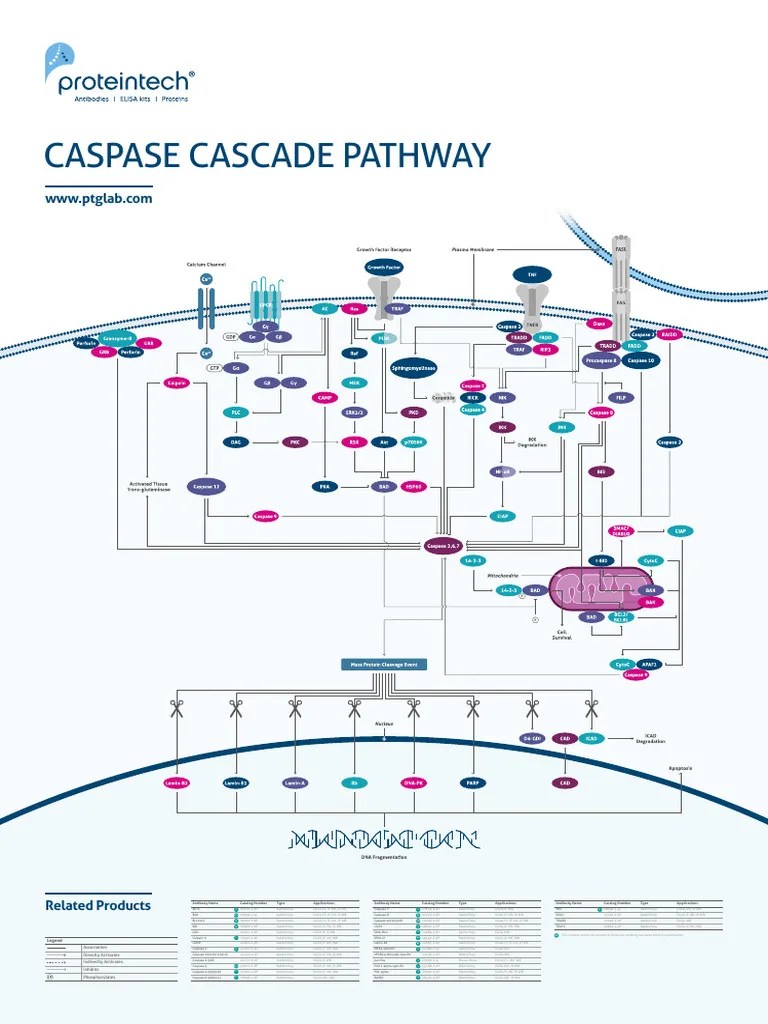Caspase Cascade Pathway PDF