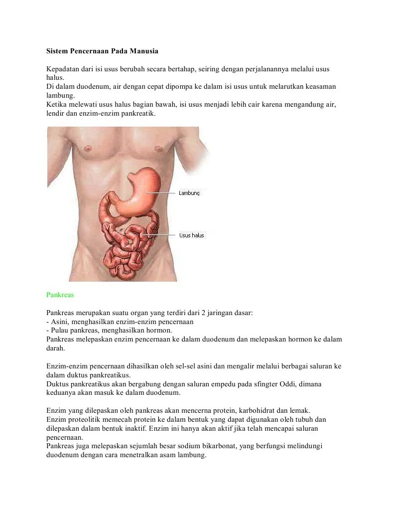 Enzim Yang Dihasilkan Oleh Pankreas – Nasi