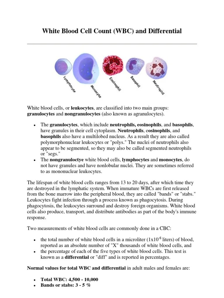 White Blood Cell Count Granulocyte White Blood Cell