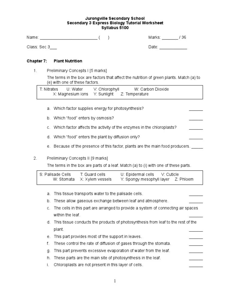 Chapter 7 Plant Nutrition Worksheet Stoma Leaf
