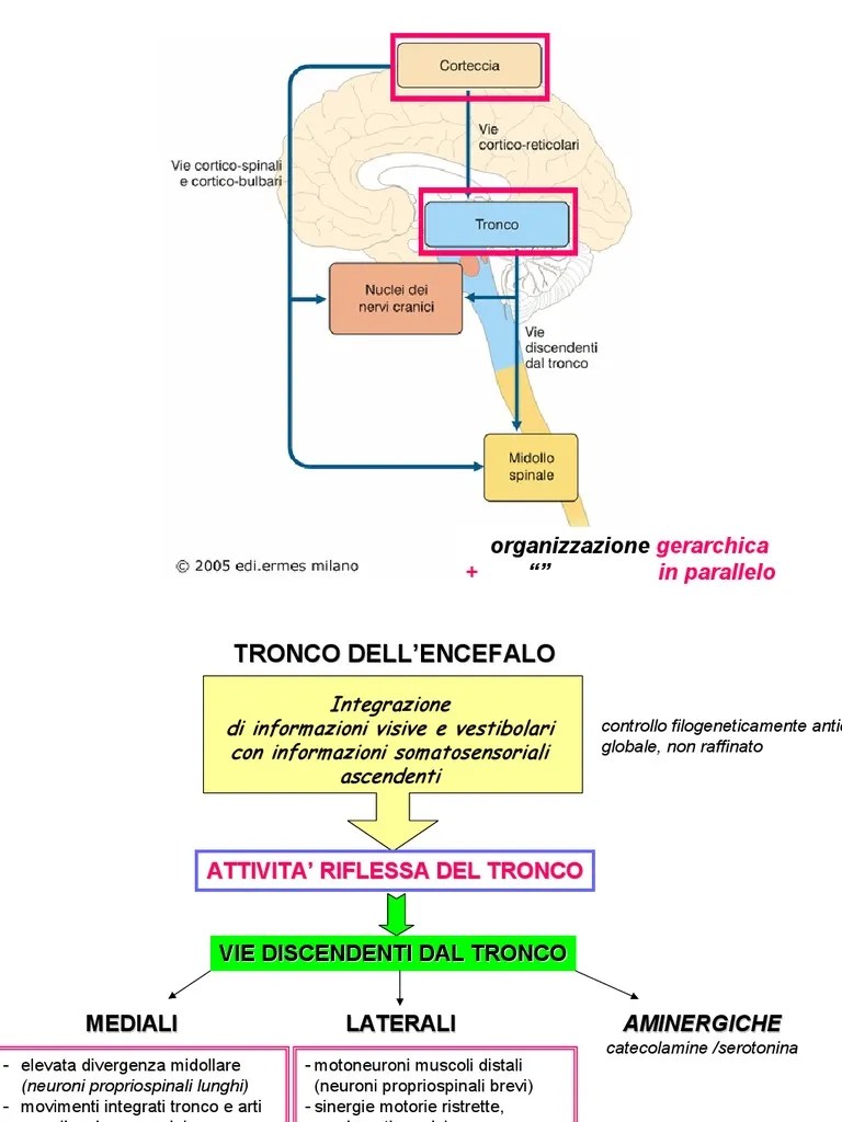 6 controllo motorio