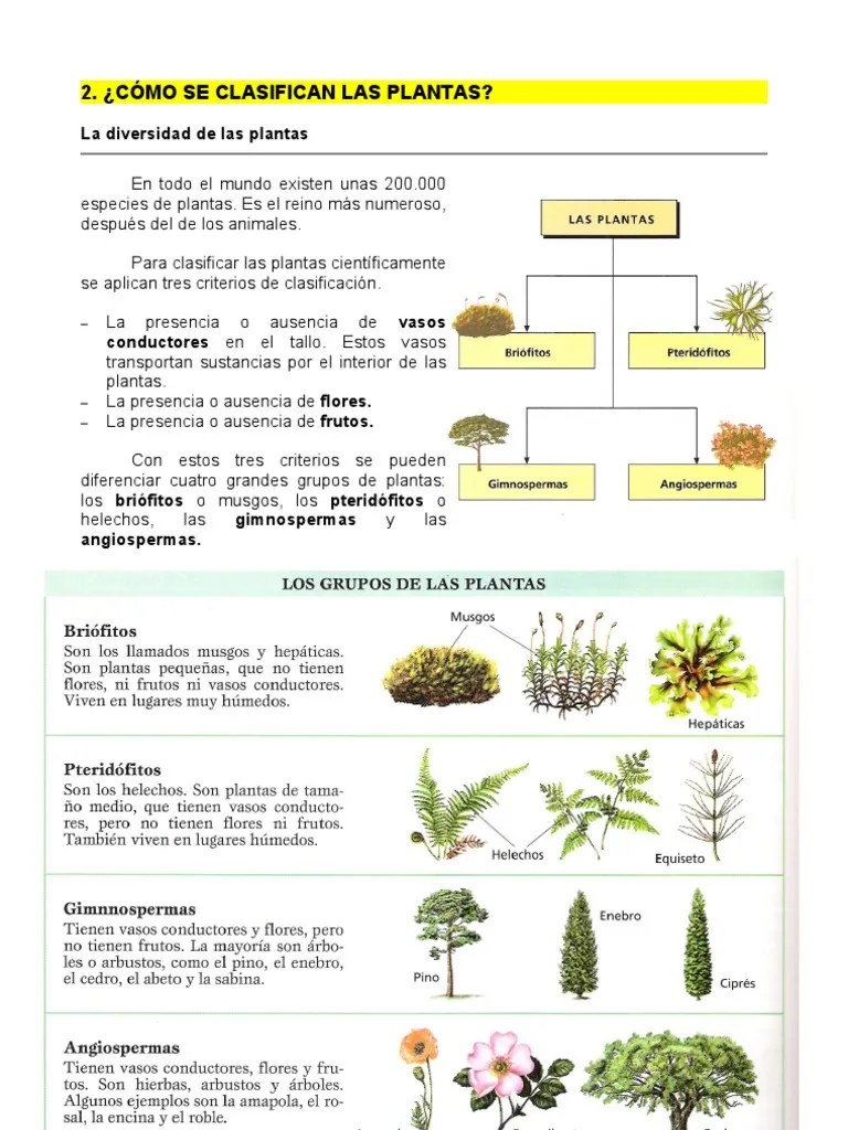 Cómo_se_clasifican_las_plantas