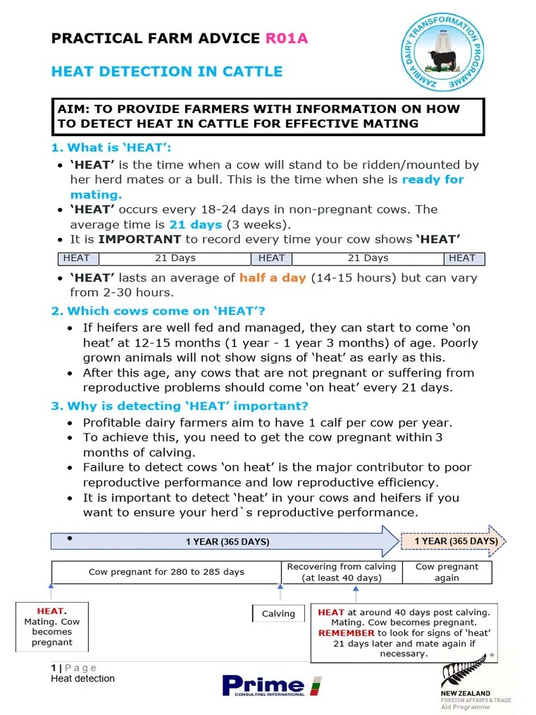 R01A HEAT DETECTION IN CATTLE PDF Cattle Dairy Cattle