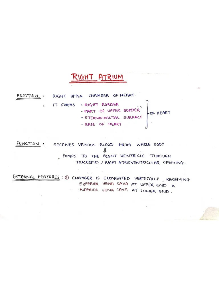 Right Atrium Pdf