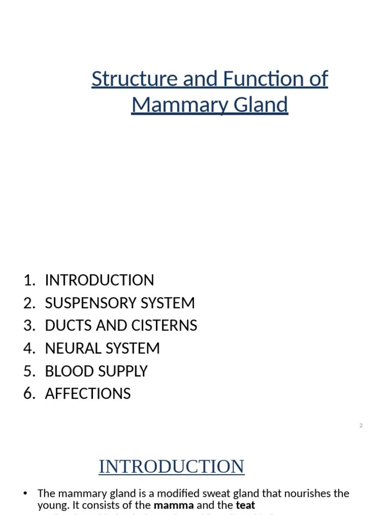 F2 Anatomy and Function of Udder PDF Morphology (Biology) Anatomy