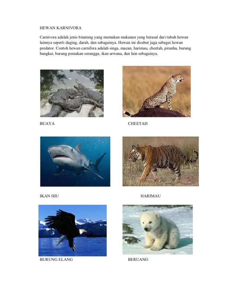 Hewan Karnivora | PDF